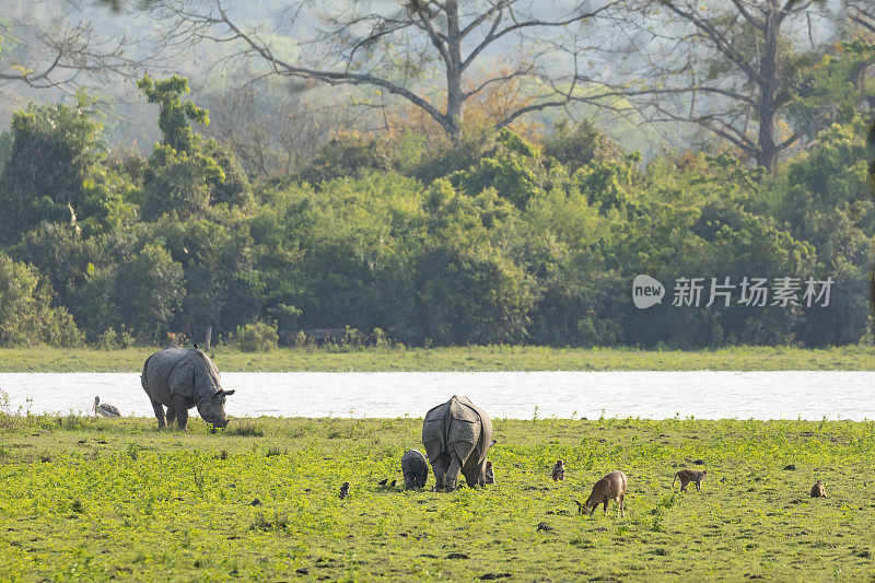 印度阿萨姆邦Kaziranga NP的一些野生动物